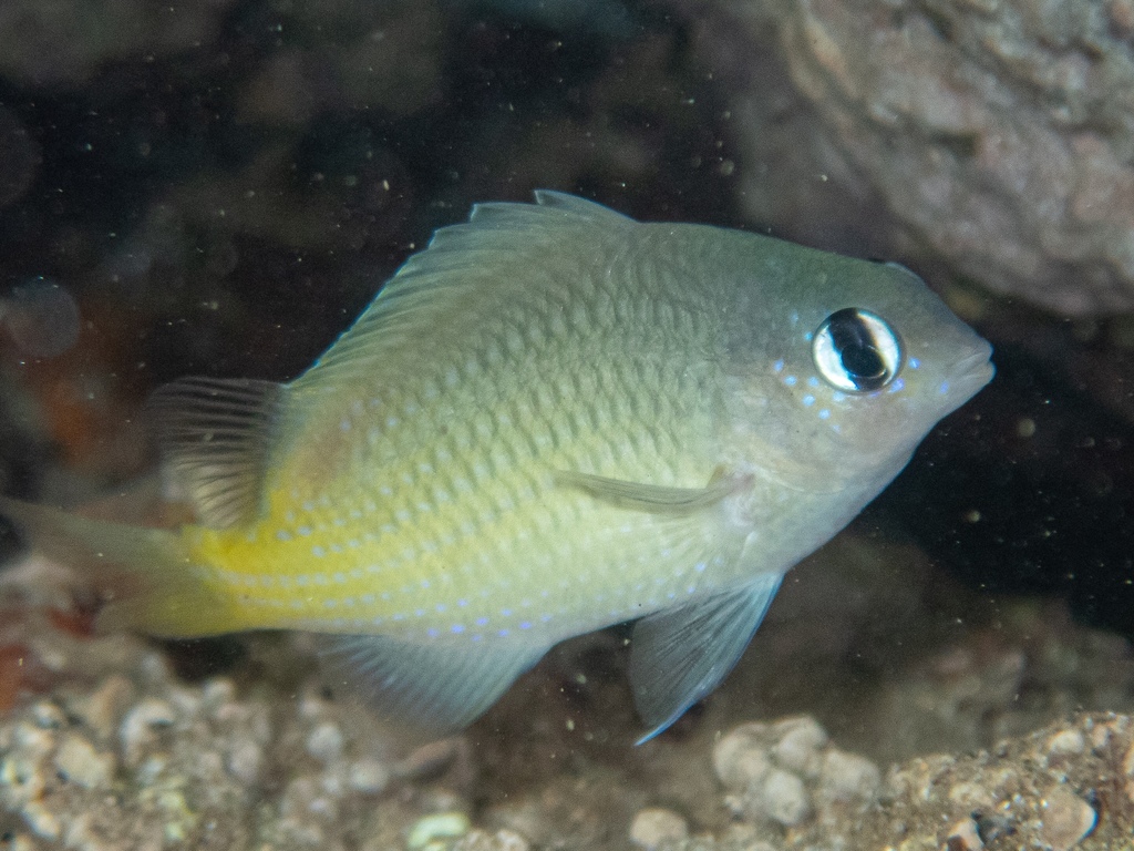 Brighteye Damselfish