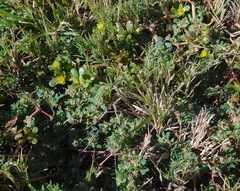 Euphorbia stictospora