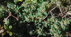 Euphorbia stictospora
