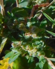 Euphorbia stictospora