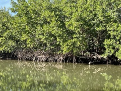 Rhizophora mangle image