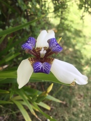Trimezia gracilis