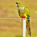 Burrowing Parakeet - Photo (c) sical_isfla_veola, some rights reserved (CC BY-NC)