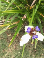 Trimezia gracilis