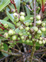 Melicytus chathamicus