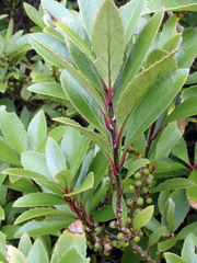 Melicytus chathamicus