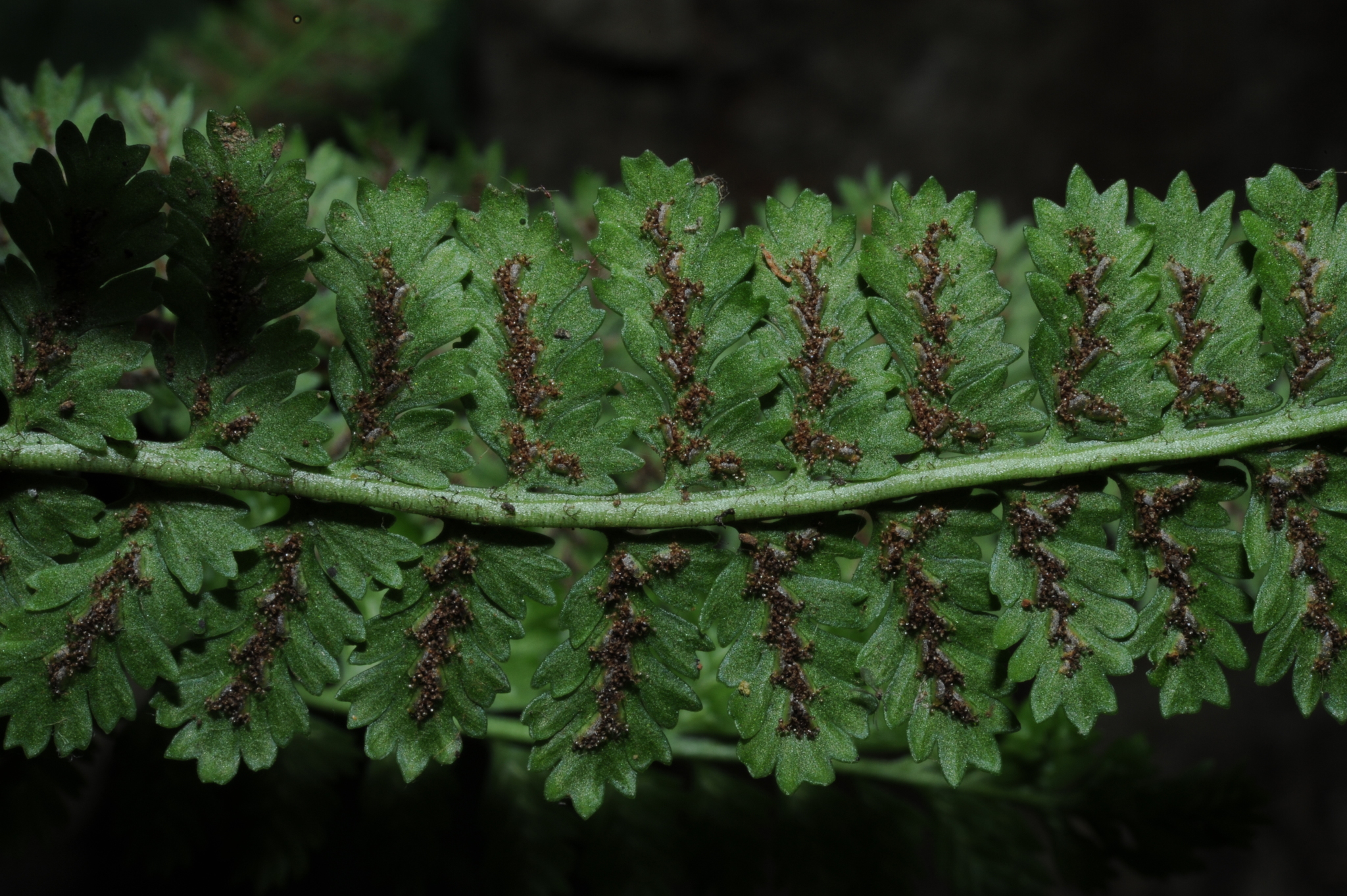 Asplenium exiguum