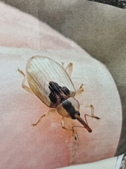 Peristoreus trilobus