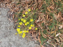 Senecio linearifolius linearifolius
