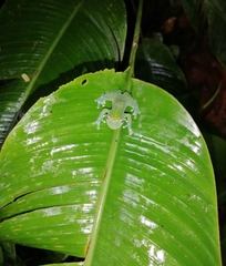 Cochranella euknemos