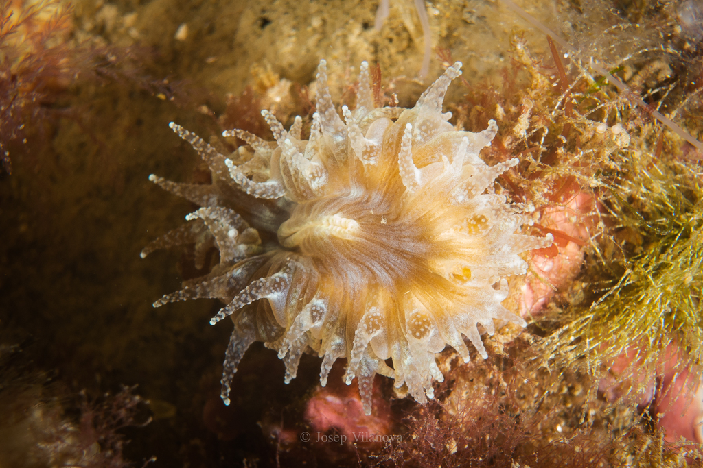 Pig-tooth Coral, photo 1 of 10