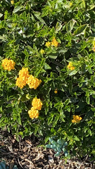 Lantana × hybrida