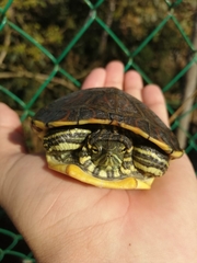 Trachemys venusta venusta