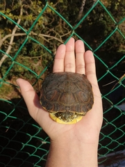 Trachemys venusta venusta