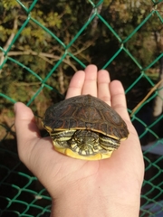 Trachemys venusta venusta