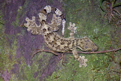 Thecadactylus rapicauda image