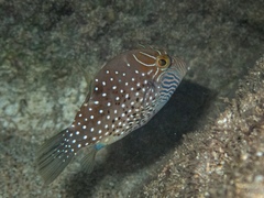 Canthigaster amboinensis