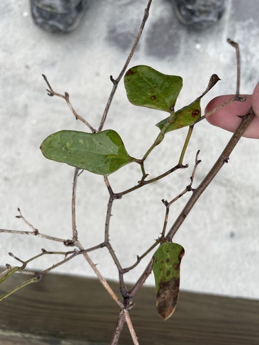 Smilax auriculata image
