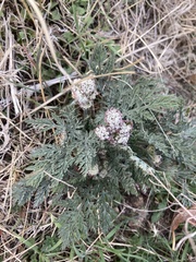 Lomatium nevadense