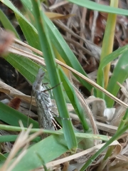 Orocrambus cyclopicus