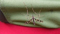 Mischoderus annuliferus