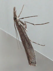 Orocrambus cyclopicus