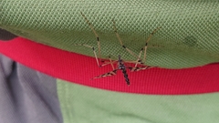 Mischoderus annuliferus