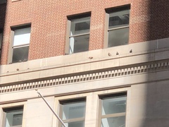 Columba livia domestica