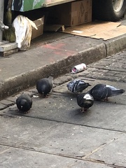 Columba livia domestica