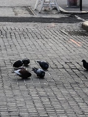 Columba livia domestica
