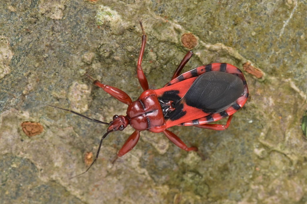 Haematoloecha