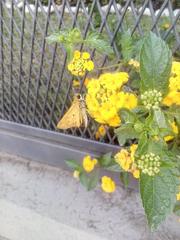 Hylephila phyleus