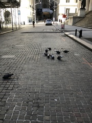 Columba livia domestica