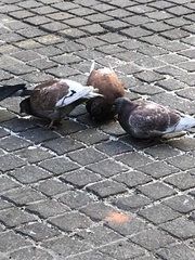 Columba livia domestica