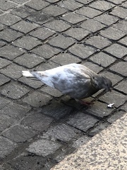 Columba livia domestica