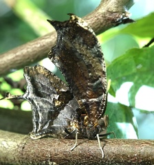 Consul fabius cecrops