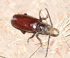 Nothopleurus