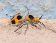 Dasymutilla cressoni