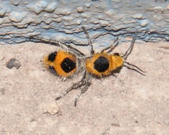Dasymutilla cressoni