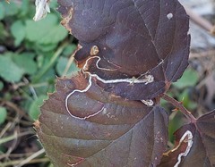 Stigmella villosella