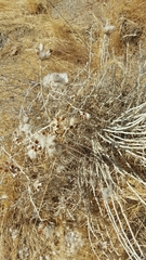 Tetradymia comosa