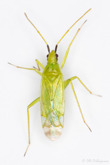 Macrolophus glaucescens