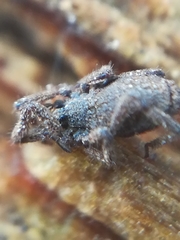 Anelasmocephalus cambridgei