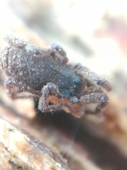 Anelasmocephalus cambridgei