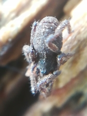 Anelasmocephalus cambridgei