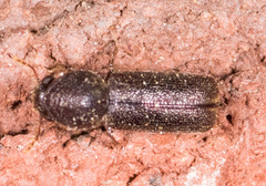 Prostephanus punctatus