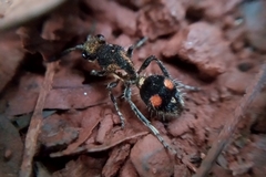 Traumatomutilla trochanterata