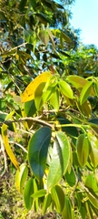 Hymenaea courbaril
