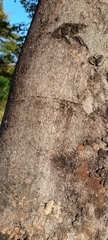 Hymenaea courbaril