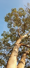 Hymenaea courbaril